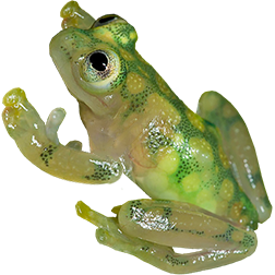 Reticulated Glass Frog